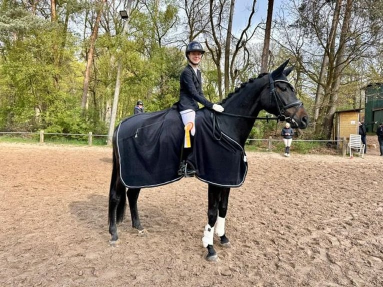 Sportivo Tedesco / Sportivo della Germania Giumenta 5 Anni 176 cm Baio scuro in Osnabrück