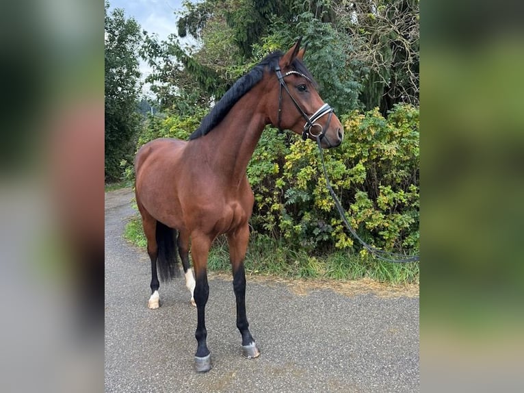 Sportivo Tedesco / Sportivo della Germania Giumenta 5 Anni 178 cm Baio in Drackenstein
