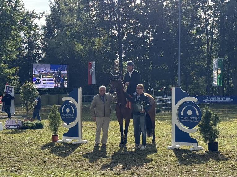 Sportivo Tedesco / Sportivo della Germania Giumenta 5 Anni Baio in Lengenfeld