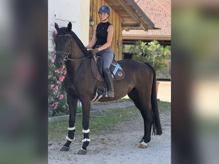 Sportivo Tedesco / Sportivo della Germania Giumenta 5 Anni Baio scuro in Karlsfeld