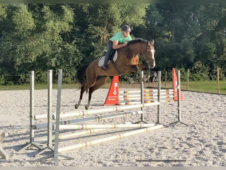 Sportivo Tedesco / Sportivo della Germania Giumenta 5 Anni Grigio pezzato in Bretzfeld Sportivo Tedesco / Sportivo della Germania Giumenta 5 Anni Grigio pezzato in Bretzfeld