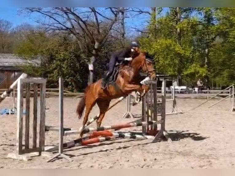 Sportivo Tedesco / Sportivo della Germania Giumenta 5 Anni Sauro in Braunschweig