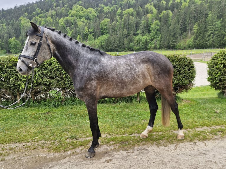 Sportivo Tedesco / Sportivo della Germania Giumenta 6 Anni 160 cm Grigio pezzato in Bischofswiesen