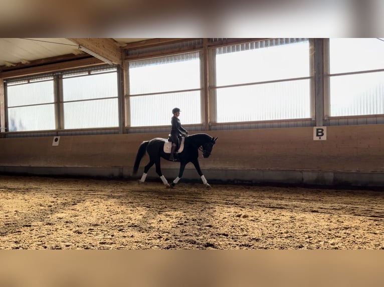 Sportivo Tedesco / Sportivo della Germania Giumenta 6 Anni 160 cm Morello in Langerringen
