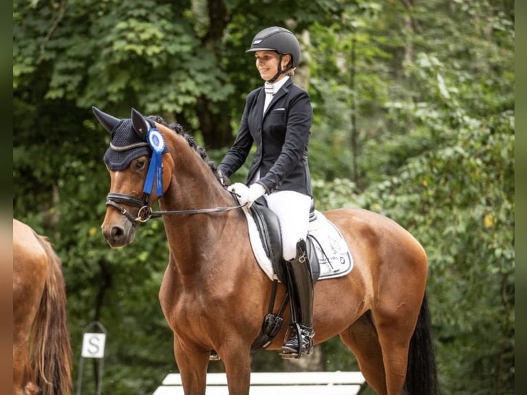 Sportivo Tedesco / Sportivo della Germania Giumenta 6 Anni 163 cm Baio in Weiden
