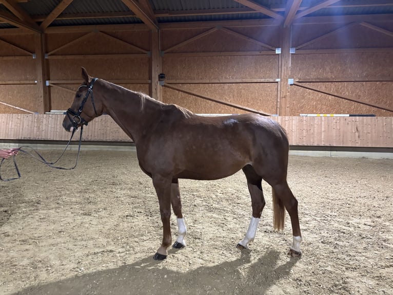 Sportivo Tedesco / Sportivo della Germania Giumenta 6 Anni 163 cm Sauro in Kirchberg an der Iller