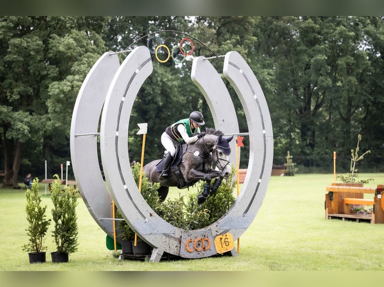 Sportivo Tedesco / Sportivo della Germania Giumenta 6 Anni 164 cm Grigio in Kerken