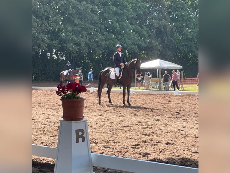 Sportivo Tedesco / Sportivo della Germania Giumenta 6 Anni 164 cm Morello in Salzatal