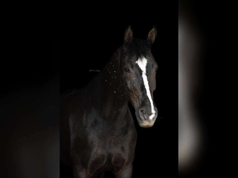 Sportivo Tedesco / Sportivo della Germania Giumenta 6 Anni 164 cm Morello in Backnang