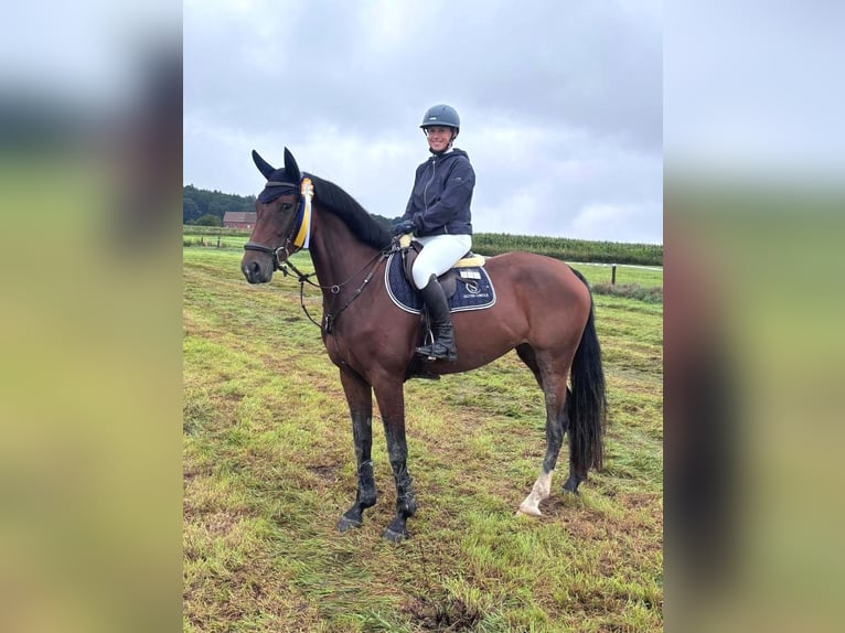 Sportivo Tedesco / Sportivo della Germania Giumenta 6 Anni 165 cm Baio in Fuldatal