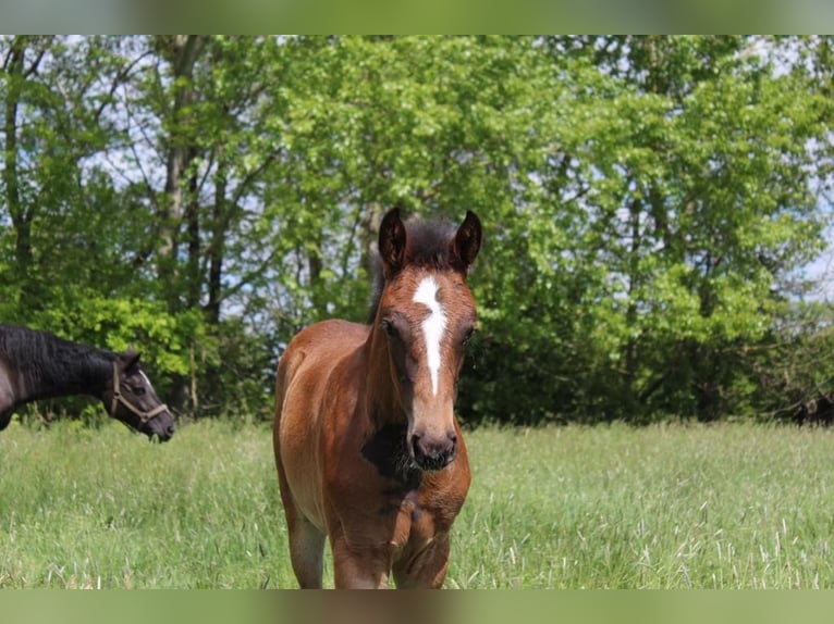 Sportivo Tedesco / Sportivo della Germania Giumenta 6 Anni 165 cm Baio in Eilenburg