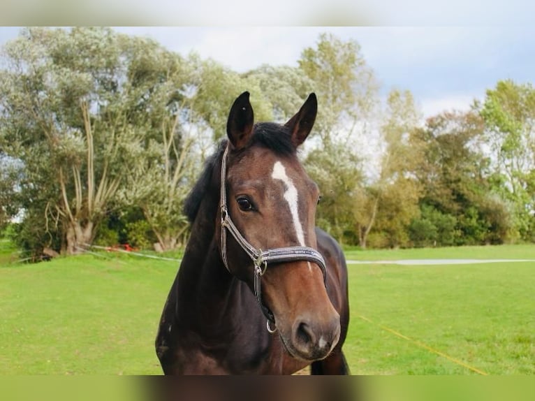 Sportivo Tedesco / Sportivo della Germania Giumenta 6 Anni 165 cm Baio in Eilenburg