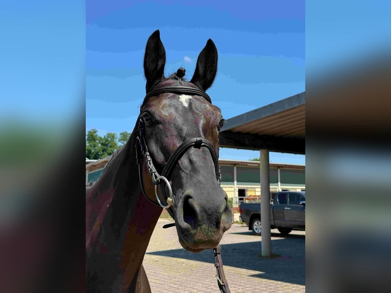 Sportivo Tedesco / Sportivo della Germania Giumenta 6 Anni 165 cm Baio nero in Walzbachtal