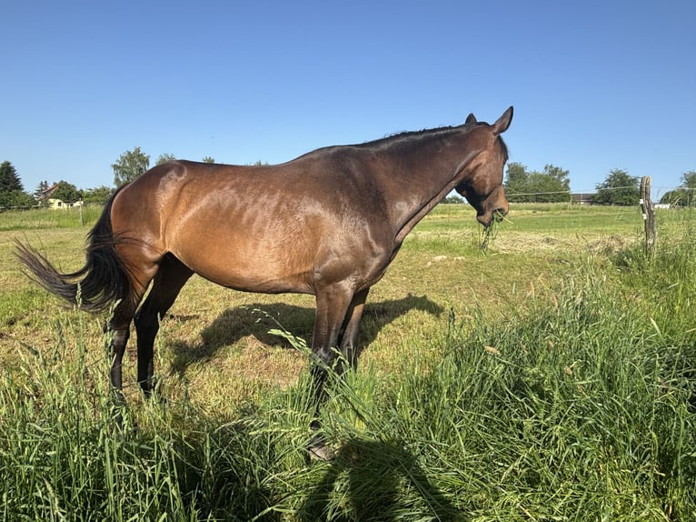 Sportivo Tedesco / Sportivo della Germania Giumenta 6 Anni 165 cm Baio scuro in Wilsdruff