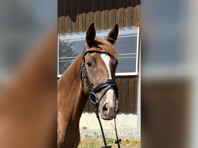 Sportivo Tedesco / Sportivo della Germania Giumenta 6 Anni 165 cm Sauro in Rot an der Rot