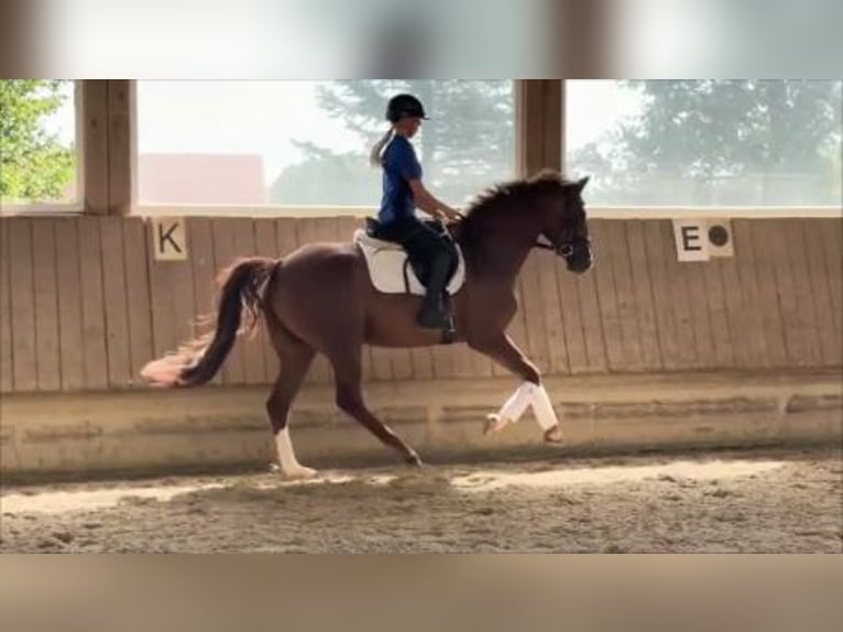 Sportivo Tedesco / Sportivo della Germania Giumenta 6 Anni 165 cm Sauro in Rot an der Rot