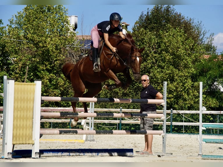 Sportivo Tedesco / Sportivo della Germania Giumenta 6 Anni 165 cm Sauro in Mansuè