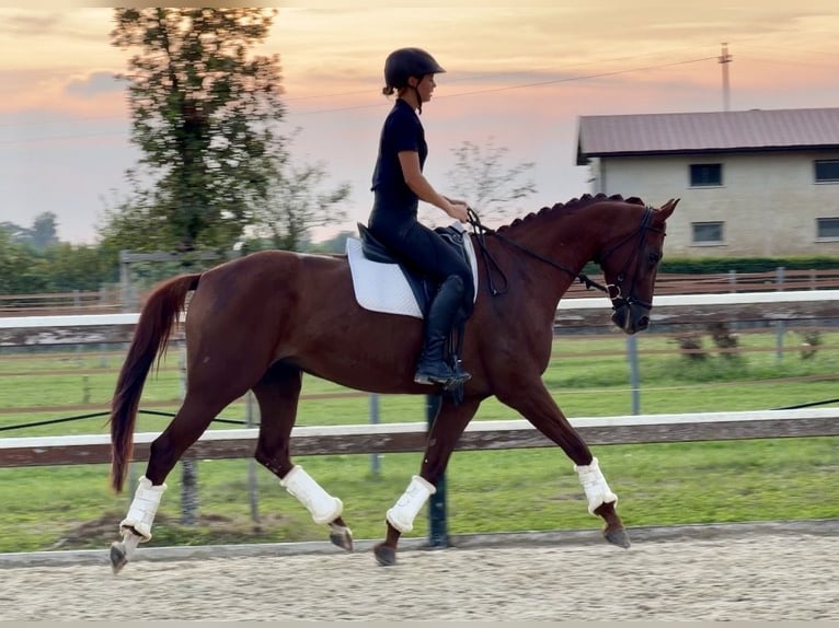 Sportivo Tedesco / Sportivo della Germania Giumenta 6 Anni 165 cm Sauro in Mansuè