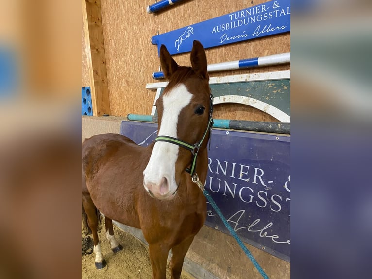 Sportivo Tedesco / Sportivo della Germania Giumenta 6 Anni 165 cm Sauro in Karlsfeld