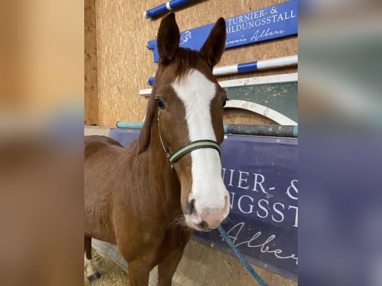 Sportivo Tedesco / Sportivo della Germania Giumenta 6 Anni 165 cm Sauro in Neuenkirchen
