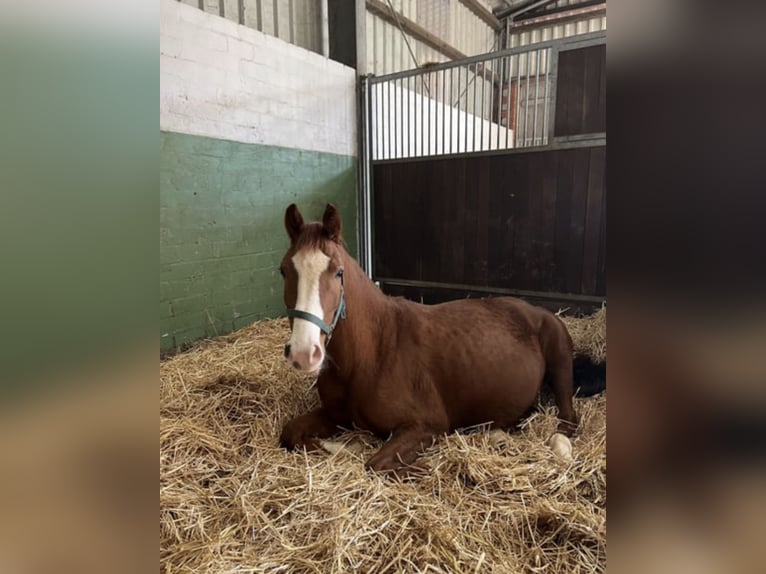 Sportivo Tedesco / Sportivo della Germania Giumenta 6 Anni 165 cm Sauro in Neuenkirchen