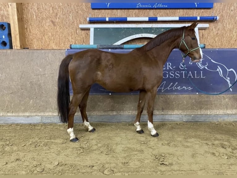 Sportivo Tedesco / Sportivo della Germania Giumenta 6 Anni 165 cm Sauro in Neuenkirchen