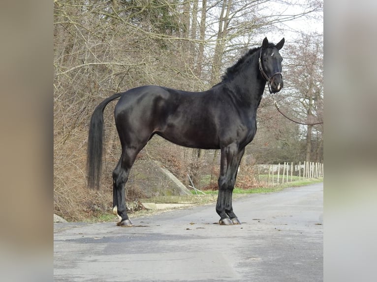 Sportivo Tedesco / Sportivo della Germania Giumenta 6 Anni 166 cm Baio scuro in Verl