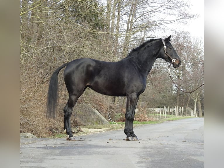 Sportivo Tedesco / Sportivo della Germania Giumenta 6 Anni 166 cm Baio scuro in Verl