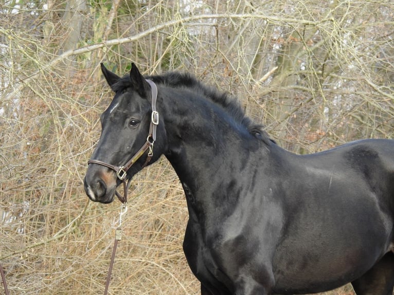 Sportivo Tedesco / Sportivo della Germania Giumenta 6 Anni 166 cm Baio scuro in Verl