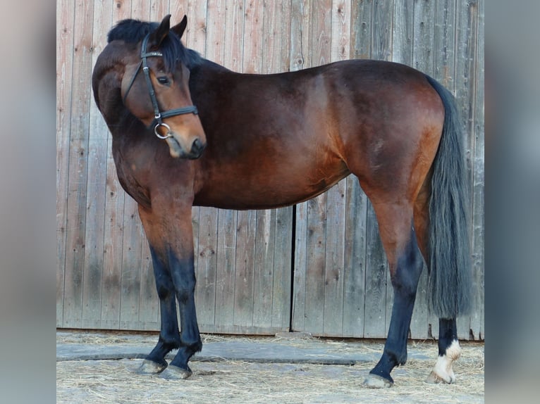 Sportivo Tedesco / Sportivo della Germania Giumenta 6 Anni 167 cm Baio in Landsberg