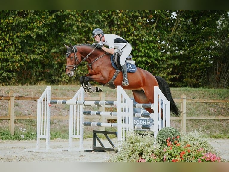 Sportivo Tedesco / Sportivo della Germania Giumenta 6 Anni 167 cm Baio in Riedstadt