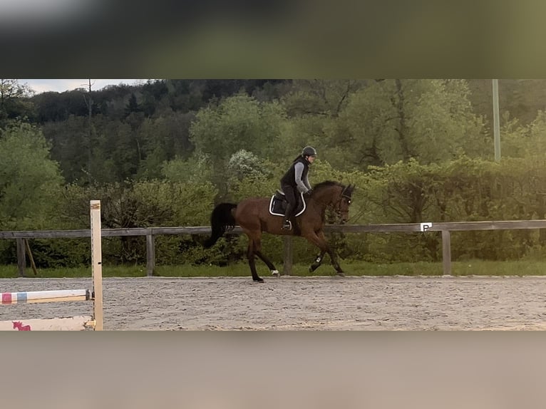 Sportivo Tedesco / Sportivo della Germania Giumenta 6 Anni 167 cm Baio in Sulzthal