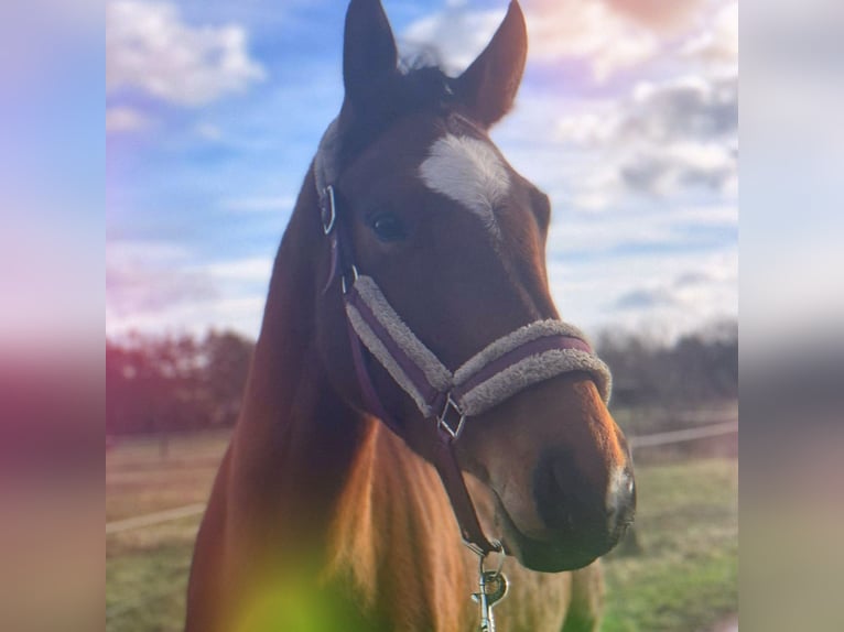 Sportivo Tedesco / Sportivo della Germania Giumenta 6 Anni 167 cm Baio in Aken