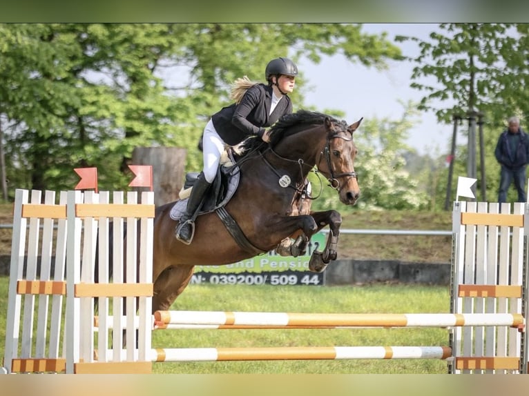 Sportivo Tedesco / Sportivo della Germania Giumenta 6 Anni 167 cm Baio scuro in Wahlitz