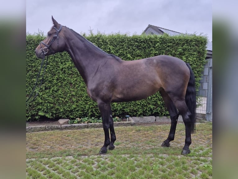 Sportivo Tedesco / Sportivo della Germania Giumenta 6 Anni 167 cm Baio scuro in Wahlitz