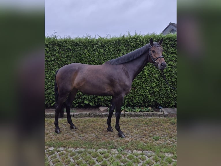 Sportivo Tedesco / Sportivo della Germania Giumenta 6 Anni 167 cm Baio scuro in Wahlitz