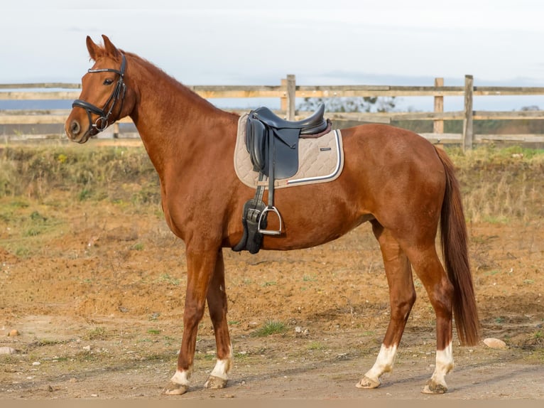 Sportivo Tedesco / Sportivo della Germania Giumenta 6 Anni 167 cm Sauro in Müncheberg