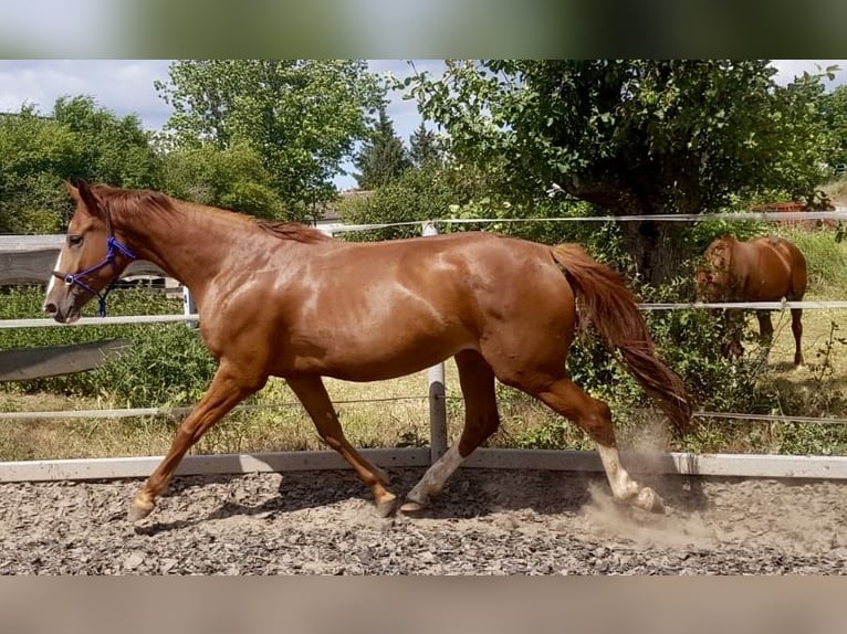 Sportivo Tedesco / Sportivo della Germania Giumenta 6 Anni 167 cm Sauro in Dresden