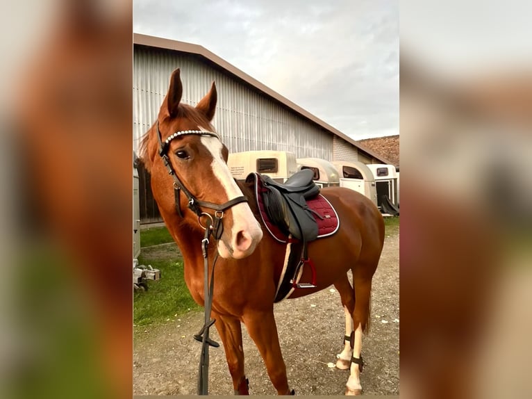 Sportivo Tedesco / Sportivo della Germania Giumenta 6 Anni 167 cm Sauro in Leipzig