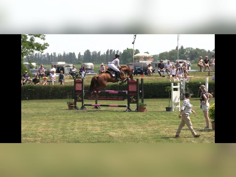 Sportivo Tedesco / Sportivo della Germania Giumenta 6 Anni 167 cm Sauro in Werneuchen