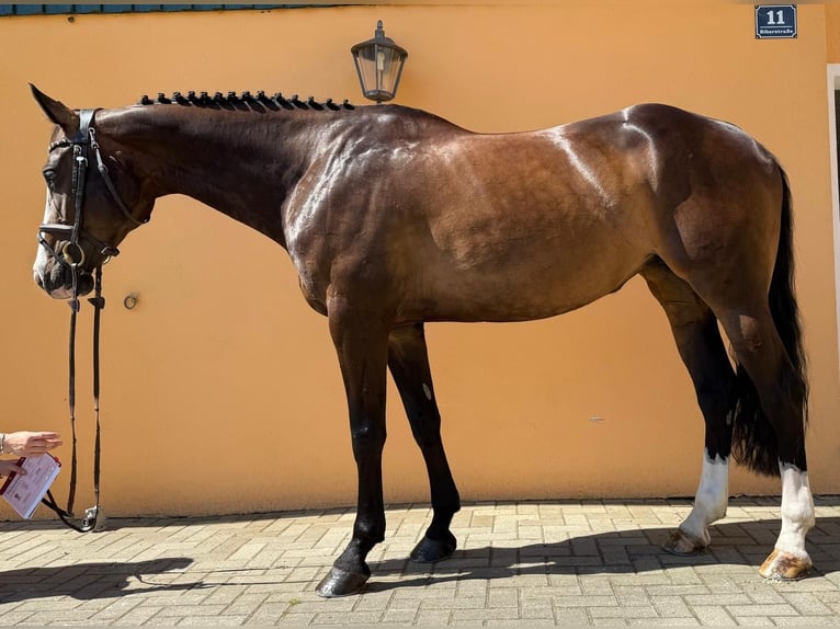 Sportivo Tedesco / Sportivo della Germania Giumenta 6 Anni 168 cm Baio in Simmershofen Sportivo Tedesco / Sportivo della Germania Giumenta 6 Anni 168 cm Baio in Simmershofen