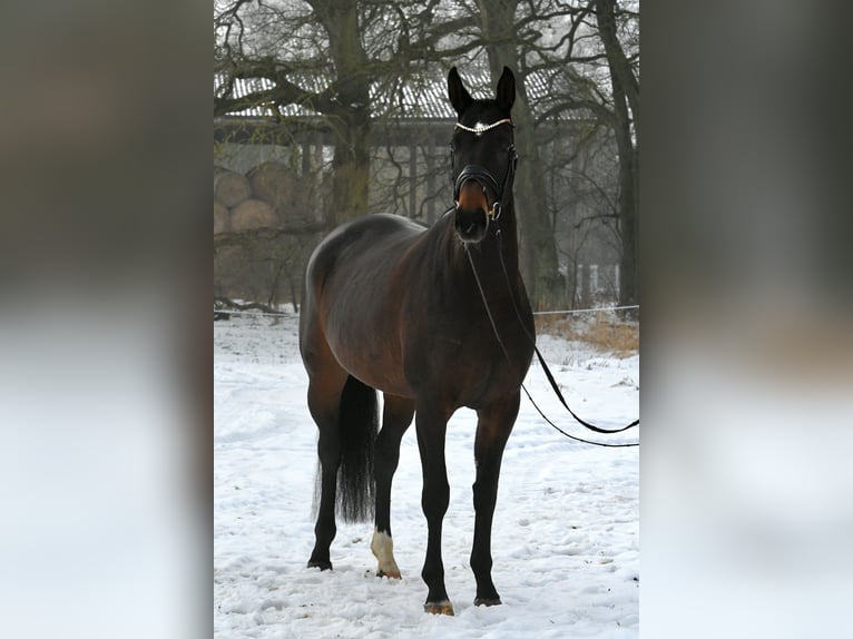 Sportivo Tedesco / Sportivo della Germania Giumenta 6 Anni 168 cm Baio scuro in Kamern