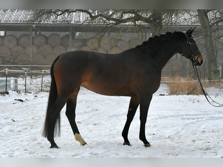 Sportivo Tedesco / Sportivo della Germania Giumenta 6 Anni 168 cm Baio scuro in Kamern