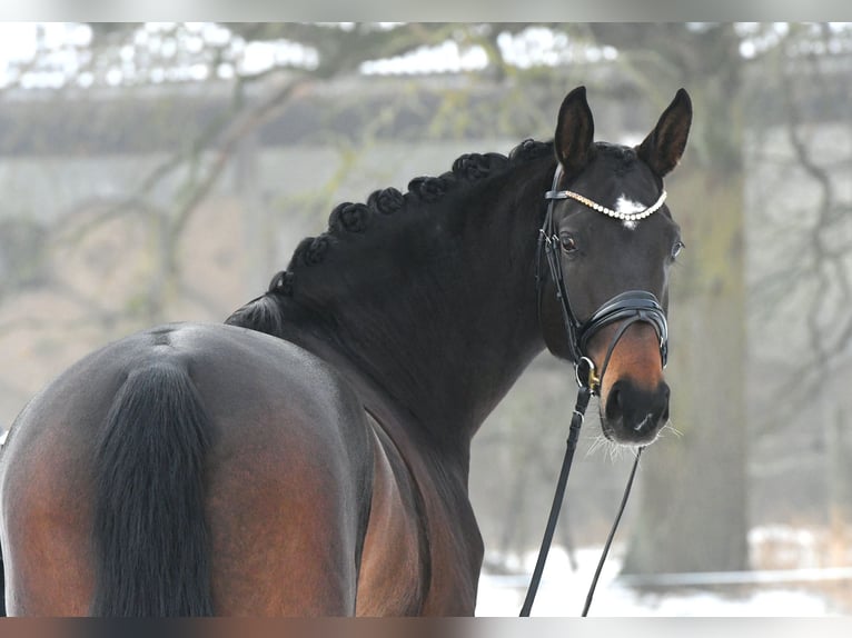 Sportivo Tedesco / Sportivo della Germania Giumenta 6 Anni 168 cm Baio scuro in Kamern