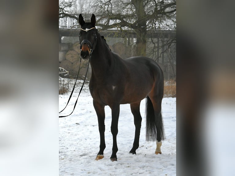 Sportivo Tedesco / Sportivo della Germania Giumenta 6 Anni 168 cm Baio scuro in Kamern