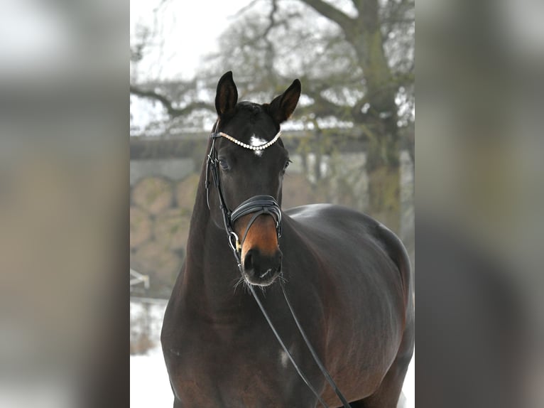 Sportivo Tedesco / Sportivo della Germania Giumenta 6 Anni 168 cm Baio scuro in Kamern