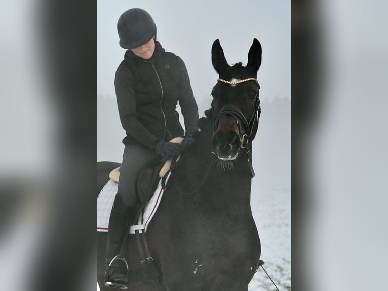 Sportivo Tedesco / Sportivo della Germania Giumenta 6 Anni 168 cm Baio scuro in Kamern