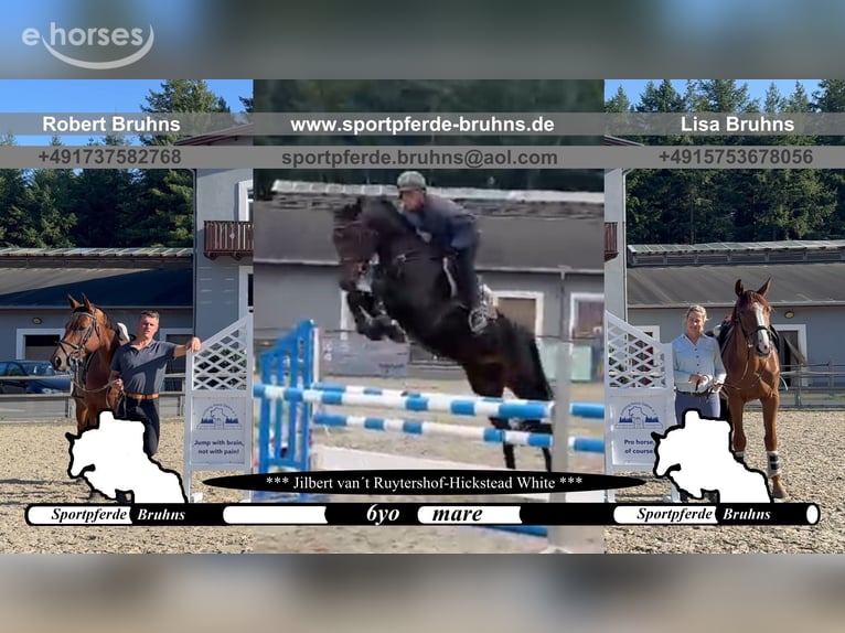 Sportivo Tedesco / Sportivo della Germania Giumenta 6 Anni 168 cm Baio scuro in Gadow