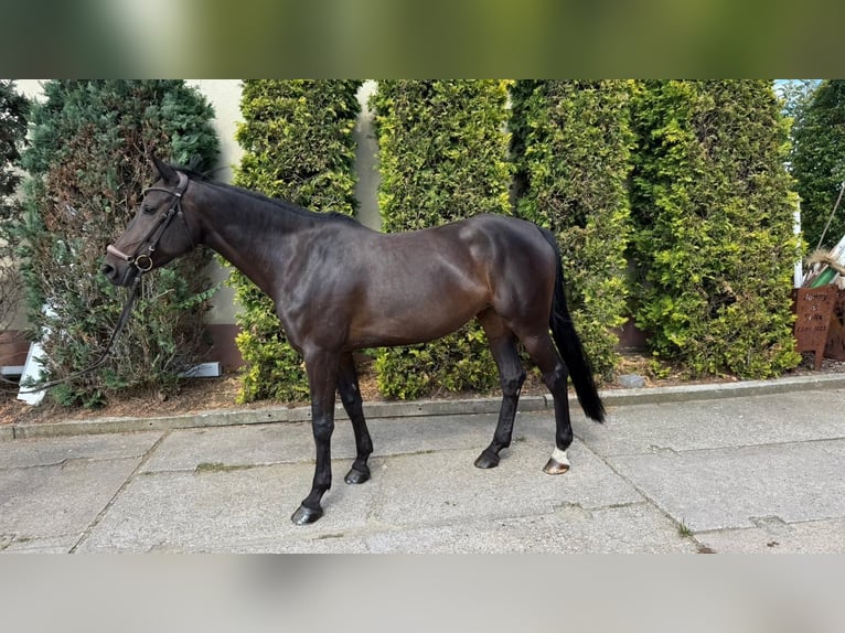 Sportivo Tedesco / Sportivo della Germania Giumenta 6 Anni 168 cm Baio scuro in Greiz