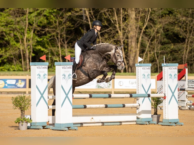 Sportivo Tedesco / Sportivo della Germania Giumenta 6 Anni 168 cm Grigio in Kirchenthumbach